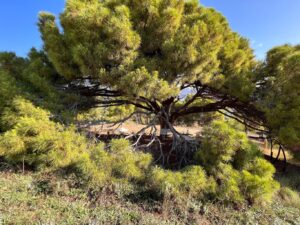 Land en Altea