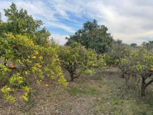 Terreno rustico en Daimus